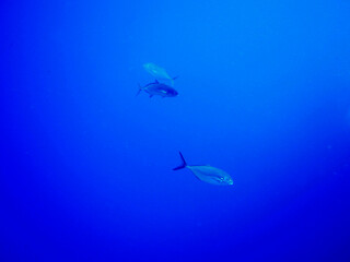 Naklejka premium Scuba Diving and Underwater Photography Malta Gozo Comino - Wrecks Reefs Marine Life Caverns Caves History