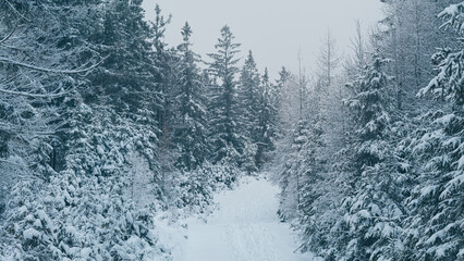 Forest covered with snow in Brdy, Czech Republic.