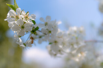 białe wiosenne kwiaty w sadzie na gałązce - obrazy, fototapety, plakaty