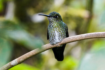 Fototapeta premium Many spotted hummingbird auf einem Ast