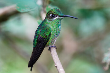Many Spotted Hummingbird auf einem Ast