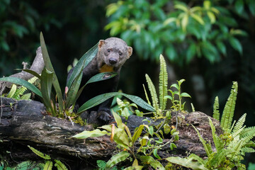 Tayra im peruanischen Nebelwald 
