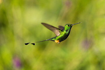 Kolibri peruvian rackettail am fliegen