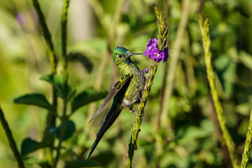 Kolibri sitzt an einer Blume © Roman