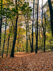 Warm autumn scenery in the forest, with the sun shedding beautiful rays of light through trees. High quality photo
