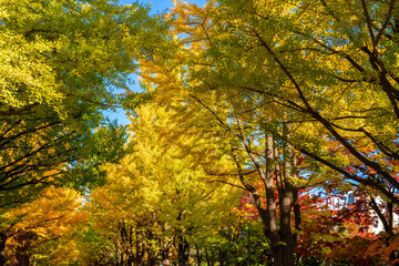 秋の札幌市・北海道大学で見た、色鮮やかな銀杏並木の紅葉と快晴の青空