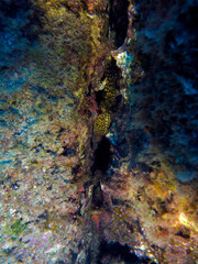 Scuba Diving and Underwater Photography Malta Gozo Comino - Wrecks Reefs Marine Life Caverns Caves History
