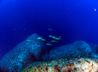 Naklejka na ściany i meble Scuba Diving and Underwater Photography Malta Gozo Comino - Wrecks Reefs Marine Life Caverns Caves History 