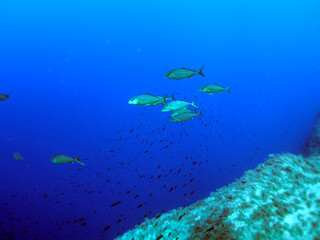 Scuba Diving and Underwater Photography Malta Gozo Comino - Wrecks Reefs Marine Life Caverns Caves History
