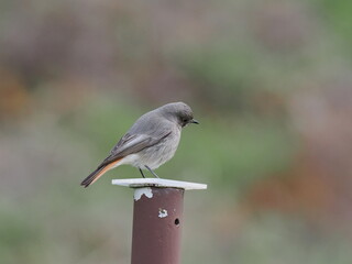 Hausrotschwanz auf Zaunpfosten
