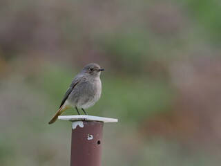 Hausrotschwanz auf Zaunpfosten
