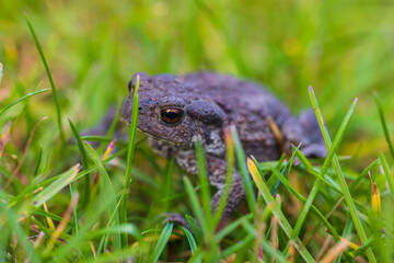 Beautiful macro view of frog on green grass background.