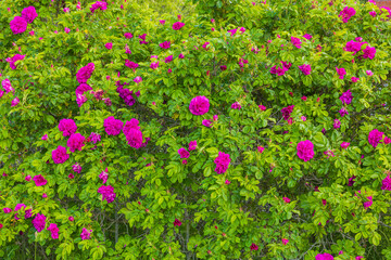 Fototapeta premium Beautiful view of flowers of spray pink roses blooming isolated. Sweden.