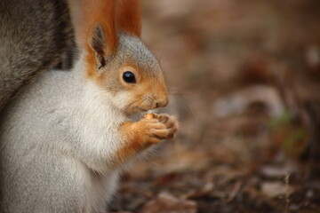 Naklejka na ściany i meble closeup portrait of cute squirrel in autumn park