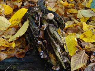 mushrooms