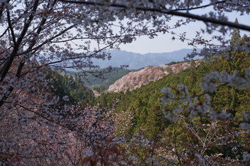 Yoshinoyama, famous for its beautiful cherry blossoms, is registered as a World Heritage Site.