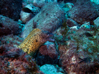 Scuba Diving and Underwater Photography Malta - Wrecks Reefs Marine Life Caverns Caves History