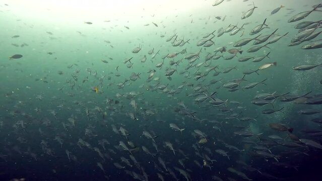 Under water film from Thailand - Sail Rock island November 2022 - smooth tailed Trevally fish - very large school of fish
