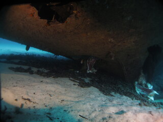 Scuba Diving and Underwater Photography Malta - Wrecks Reefs Marine Life Caverns Caves History