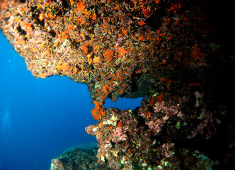 Naklejka na ściany i meble Scuba Diving and Underwater Photography Malta - Wrecks Reefs Marine Life Caverns Caves History
