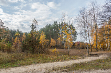 Country road in the forest in autumn