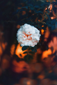 Close up of a white rose against golden hour sunset background with swirly bokeh. Dark and moody leaves, soft focus