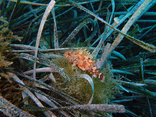 Scuba Diving and Underwater Photography Malta - Wrecks Reefs Marine Life Caverns Caves History
