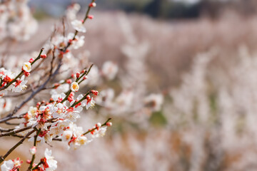 神奈川県郊外に咲く綺麗な梅の花