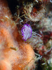 Scuba Diving and Underwater Photography Malta - Wrecks Reefs Marine Life Caverns Caves History