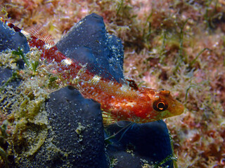 Scuba Diving and Underwater Photography Malta - Wrecks Reefs Marine Life Caverns Caves History