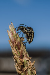 beetle mating and blue sky