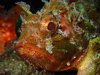 Scuba Diving and Underwater Photography Malta - Wrecks Reefs Marine Life Caverns Caves History