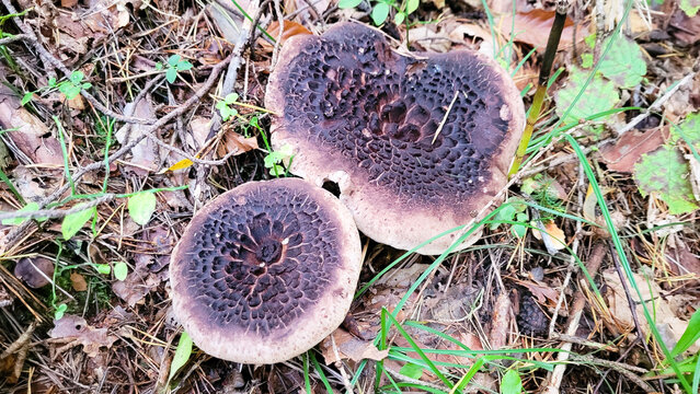 Sarcodon imbricatus, commonly known as the shingled hedgehog or Scaly Tooth. Edible mushroom with brown cap