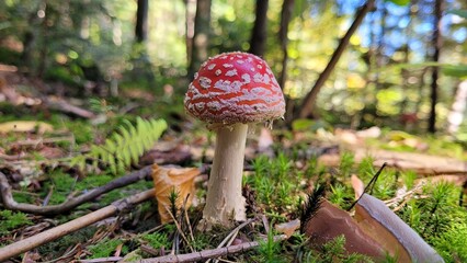 Young amanita grow in a forest. Fly agaric mushroom. Mushroom with red cap and white dots