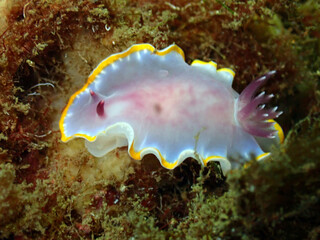 Scuba Diving and Underwater Photography Malta - Wrecks Reefs Marine Life Caverns Caves History