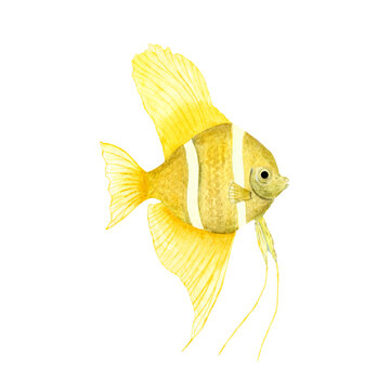 recommend clip art: Tropical fish, in a watercolor style isolated on white background. Angelfish for banner, poster, print, postcard, textile, template, card Underwater clipart