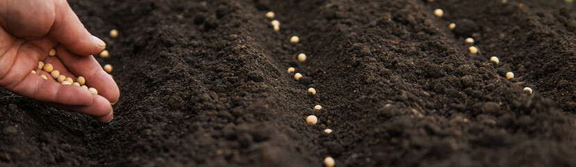 Sow the seeds in the garden into the soil. Selective focus.