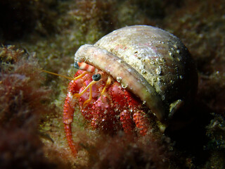 Scuba Diving and Underwater Photography Malta - Wrecks Reefs Marine Life Caverns Caves History