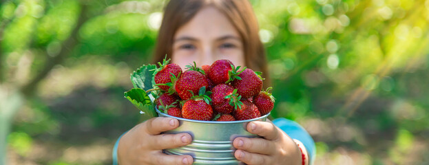 A child harvests strawberries in the garden. Selective focus.