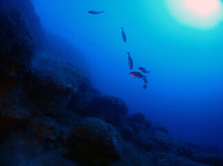 Fototapeta na wymiar Scuba Diving and Underwater Photography Malta - Wrecks Reefs Marine Life Caverns Caves History