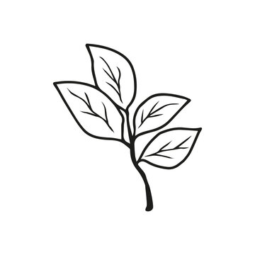 recommend clip art: Vector illustration of brunch with leaves.