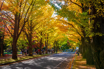 秋の札幌市・北海道大学で見た、色鮮やかな銀杏並木の紅葉