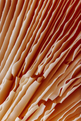 A macro of the oyster mushroom, background