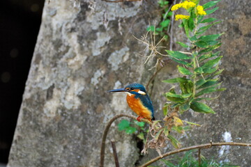 都会の河川にいる