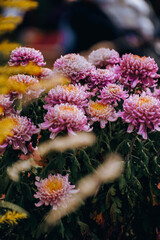 Chrysanthemums bloom in late autumn