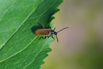 Beetle Lagria hirta or Lagria atripes. Two very similar species. Subfamily Lagriinae. Family Darkling beetles (Tenebrionidae). On a leaf in a Dutch garden. Summer, July