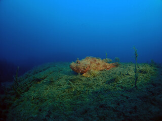 Scuba Diving and Underwater Photography Malta - Wrecks Reefs Marine Life Caverns Caves History