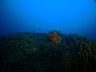 Fototapeta premium Scuba Diving and Underwater Photography Malta - Wrecks Reefs Marine Life Caverns Caves History