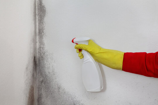 Mold removal in home, worker spraying cleaning solution from bottle to wall, closeup of hand in protective glove