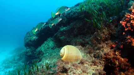 Scuba Diving and Underwater Photography Malta - Wrecks Reefs Marine Life Caverns Caves History